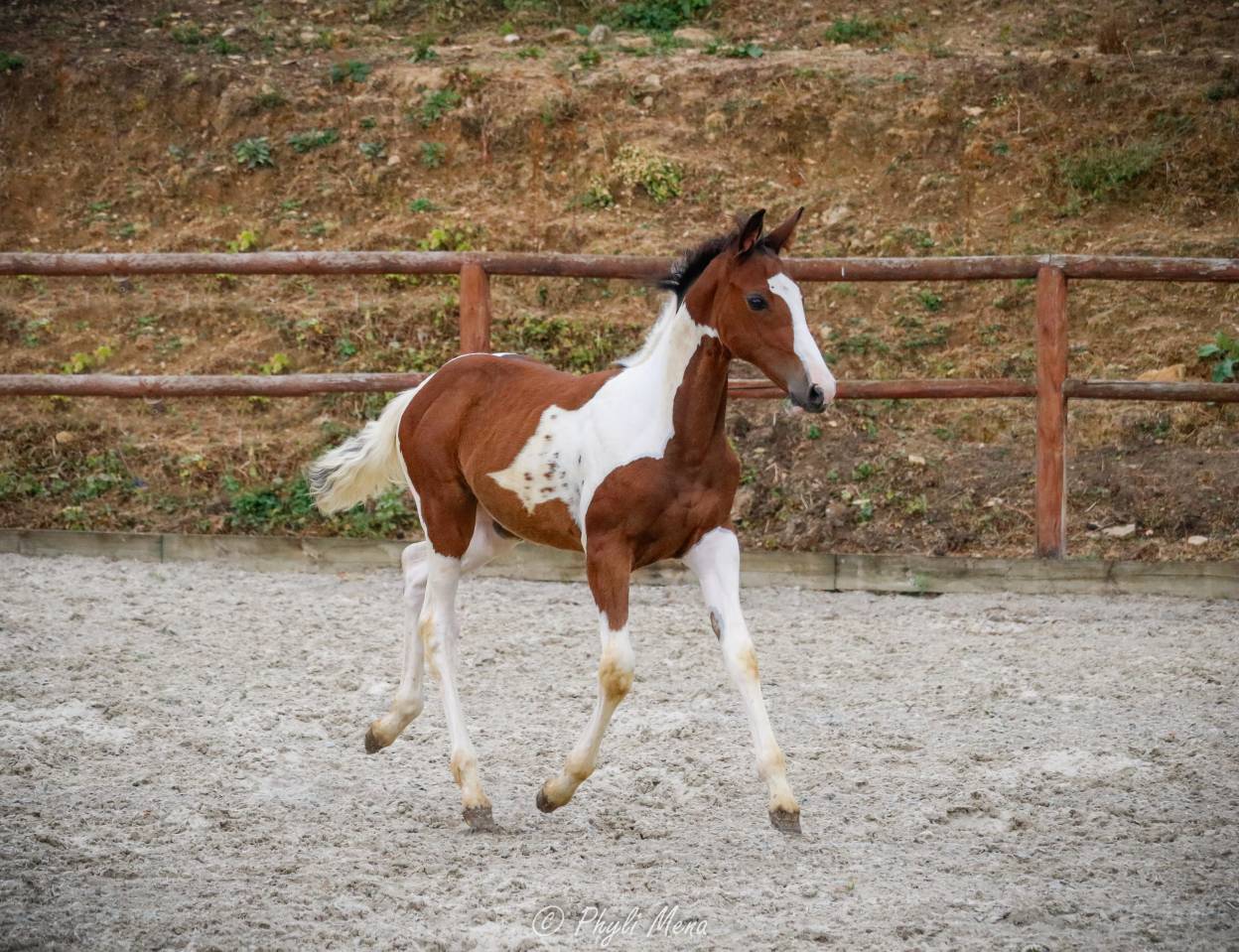 Filly Zangersheide For sale 2026 Coloured