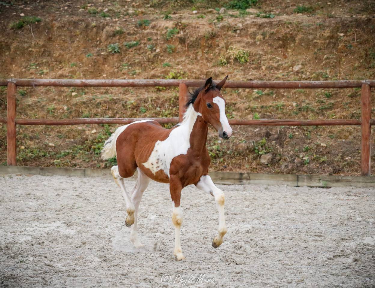 Filly Zangersheide For sale 2026 Coloured