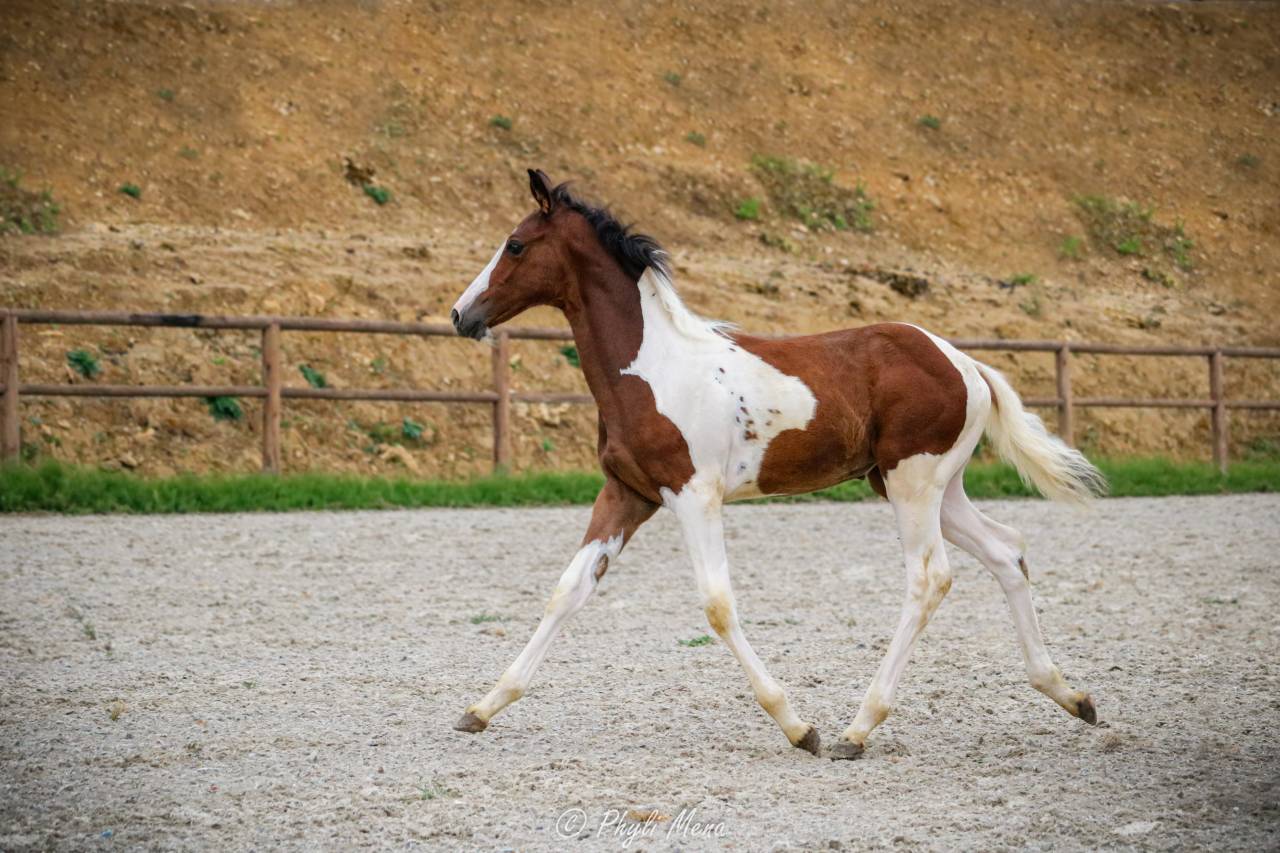 Filly Zangersheide For sale 2026 Coloured