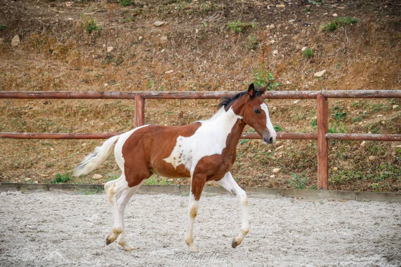 Filly Zangersheide For sale 2026 Coloured