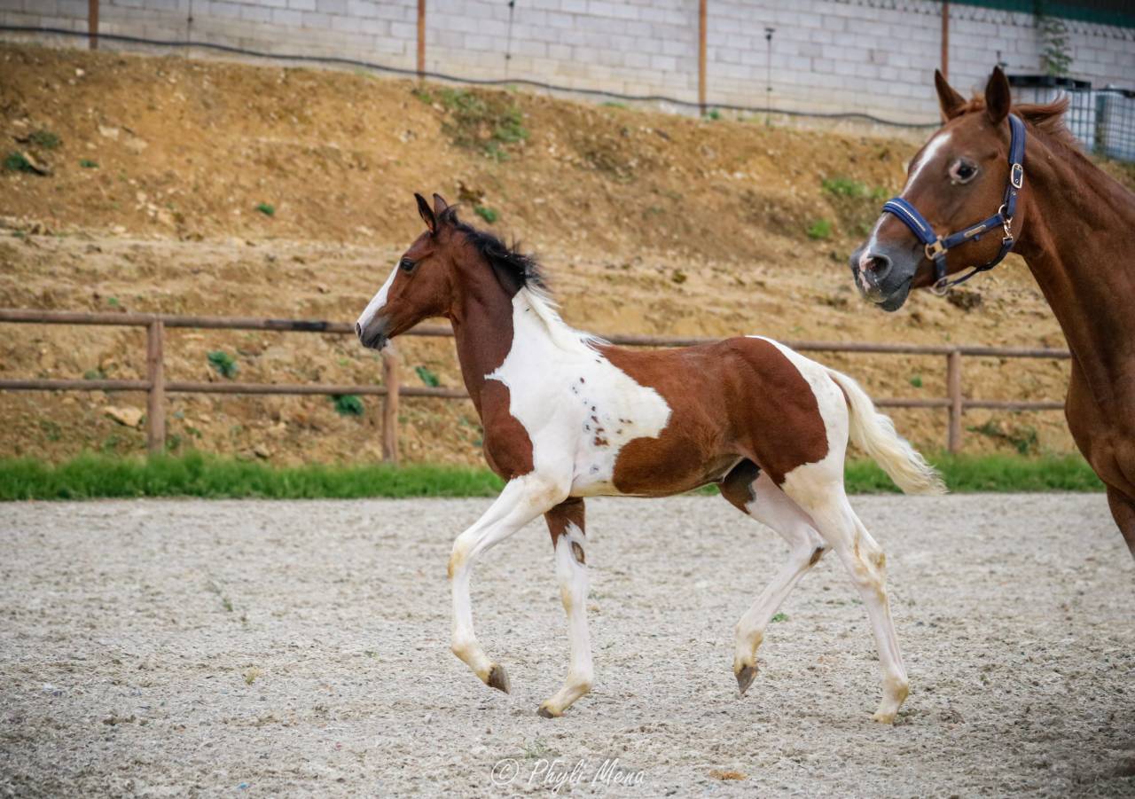 Filly Zangersheide For sale 2026 Coloured