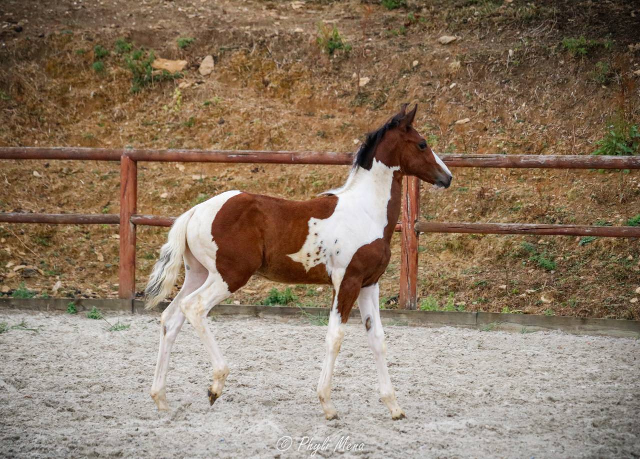 Filly Zangersheide For sale 2026 Coloured