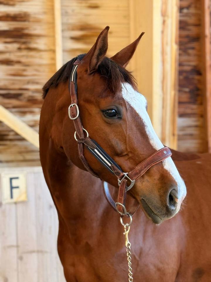 Mare Hanoverian For sale 2015 Bay