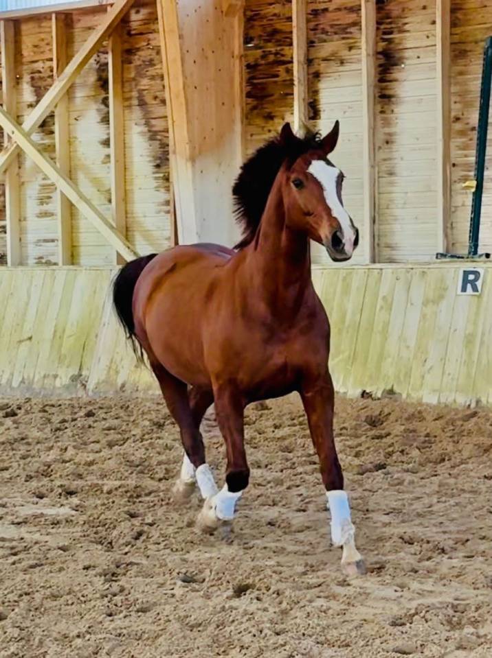 Mare Hanoverian For sale 2015 Bay