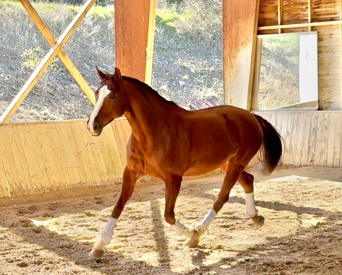 Mare Hanoverian For sale 2015 Bay