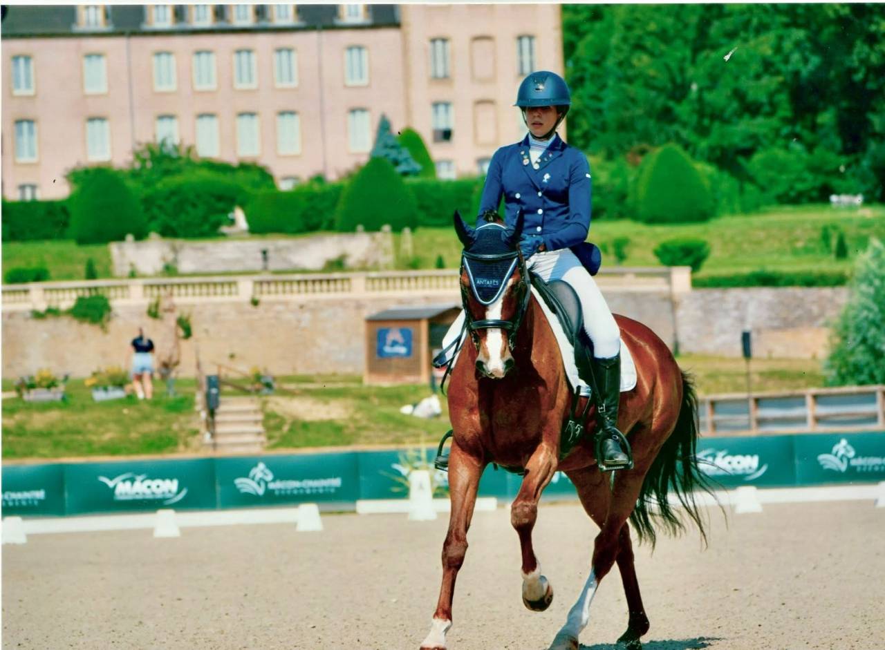 Mare Hanoverian For sale 2015 Bay