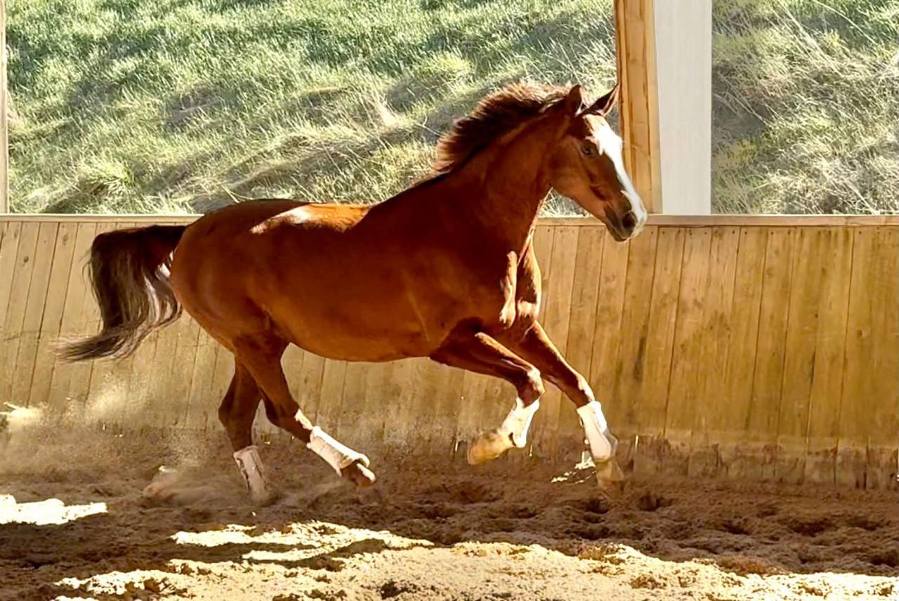Mare Hanoverian For sale 2015 Bay