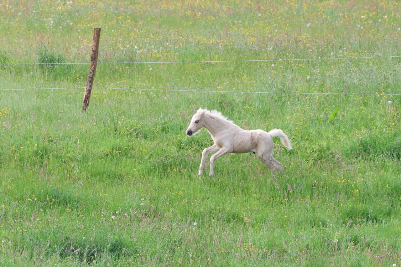 Colt Welsh Pony (Section B) For sale 2026 Palomino