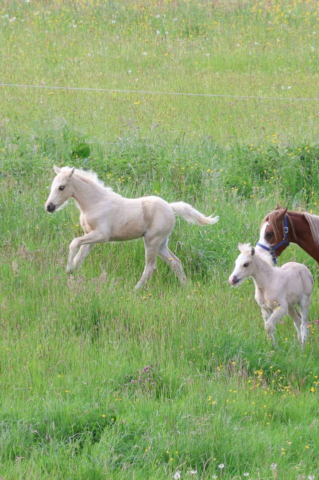 Colt Welsh Pony (Section B) For sale 2026 Palomino