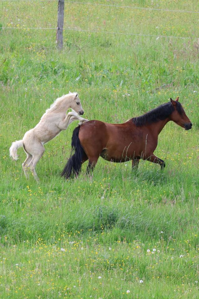 Colt Welsh Pony (Section B) For sale 2026 Palomino