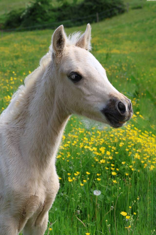 Colt Welsh Pony (Section B) For sale 2026 Palomino