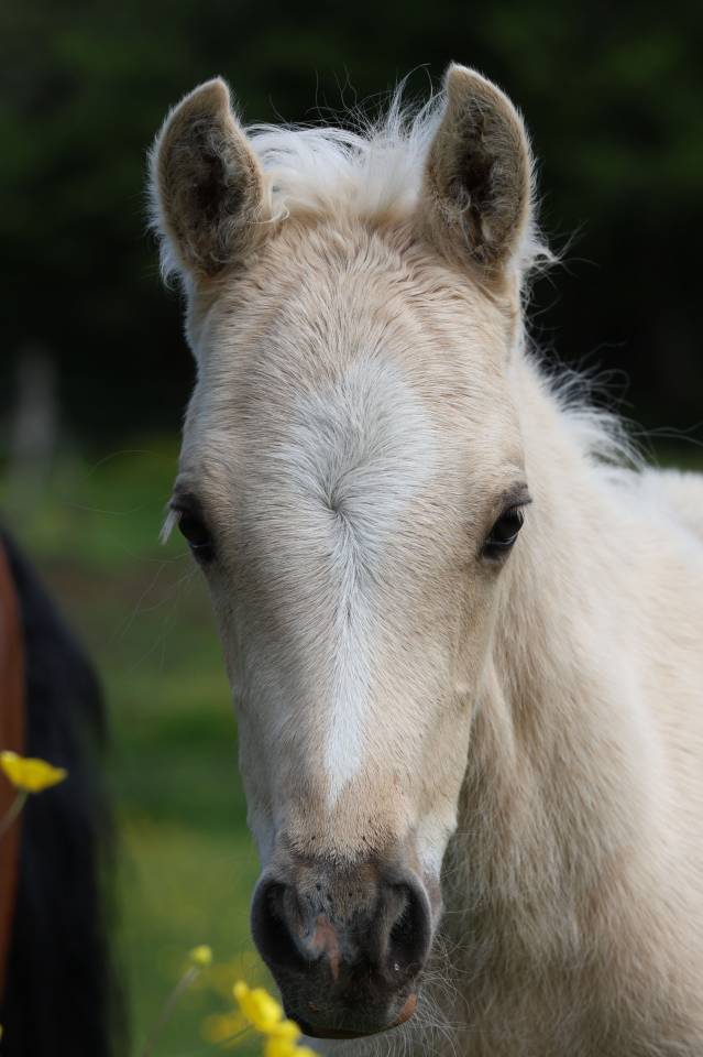 Colt Welsh Pony (Section B) For sale 2026 Palomino