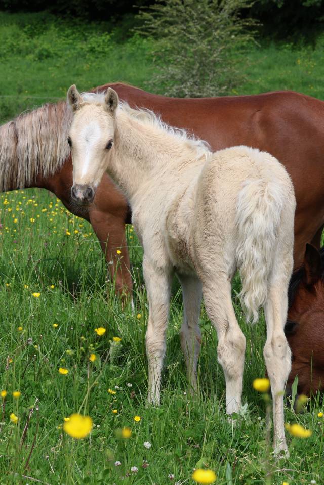 Colt Welsh Pony (Section B) For sale 2026 Palomino