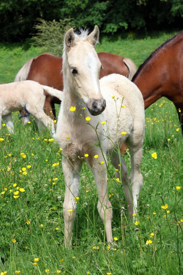 Colt Welsh Pony (Section B) For sale 2026 Palomino