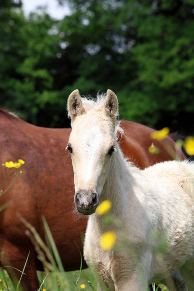 Colt Welsh Pony (Section B) For sale 2026 Palomino