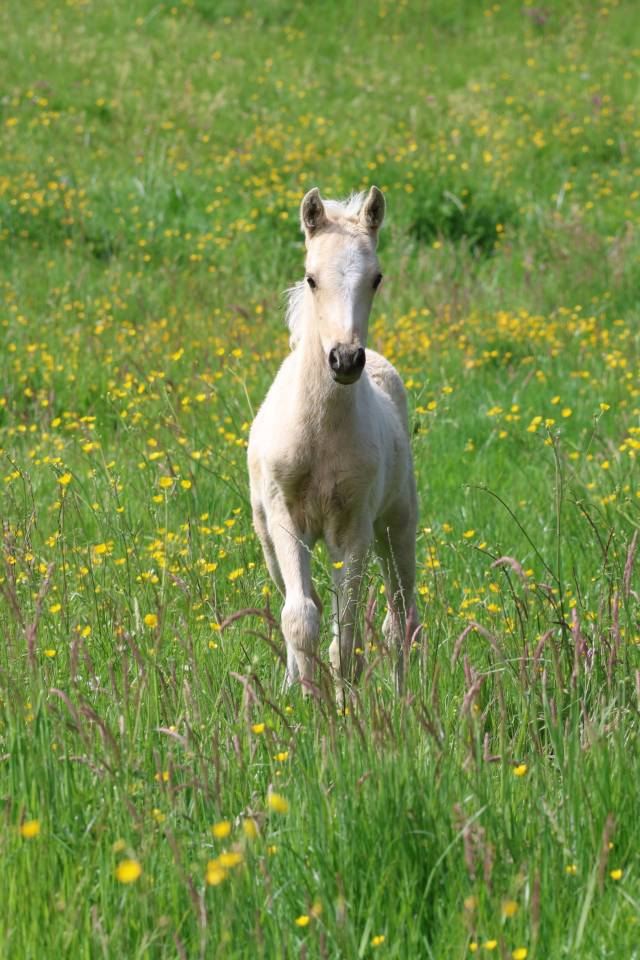 Colt Welsh Pony (Section B) For sale 2026 Palomino
