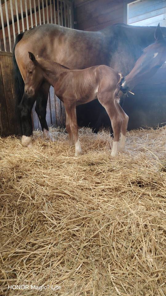 Colt Selle Fran&ccedil;ais For sale 2026 Liver chestnut