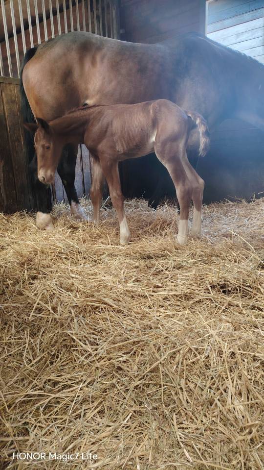 Colt Selle Fran&ccedil;ais For sale 2026 Liver chestnut