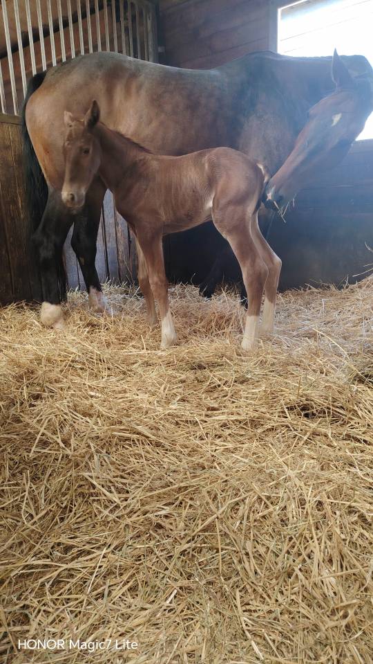 Colt Selle Fran&ccedil;ais For sale 2026 Liver chestnut