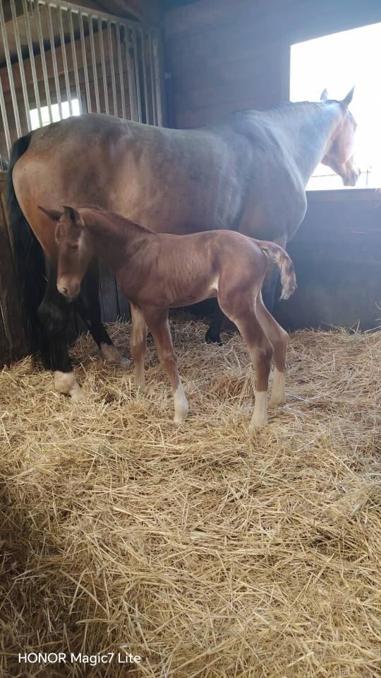 Colt Selle Fran&ccedil;ais For sale 2026 Liver chestnut