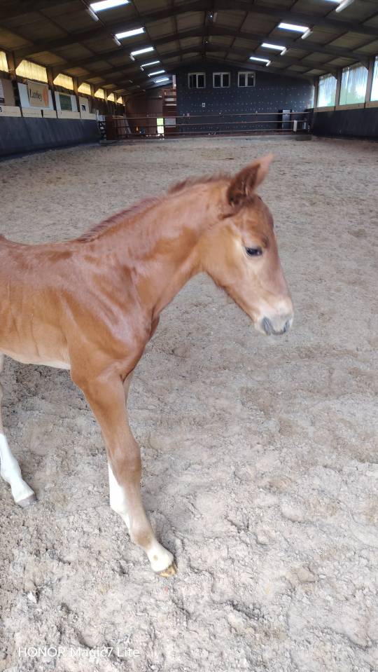 Colt Selle Fran&ccedil;ais For sale 2026 Liver chestnut
