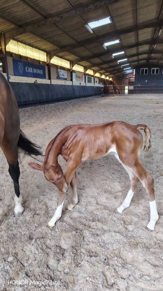 Colt Selle Fran&ccedil;ais For sale 2026 Liver chestnut
