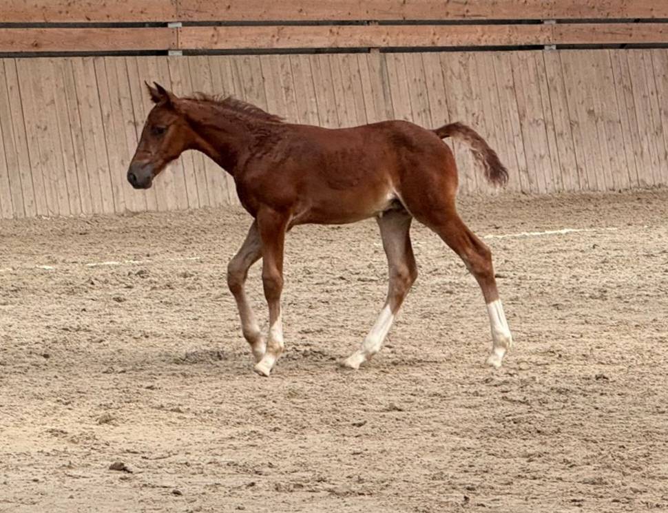 Colt Selle Fran&ccedil;ais For sale 2026 Liver chestnut