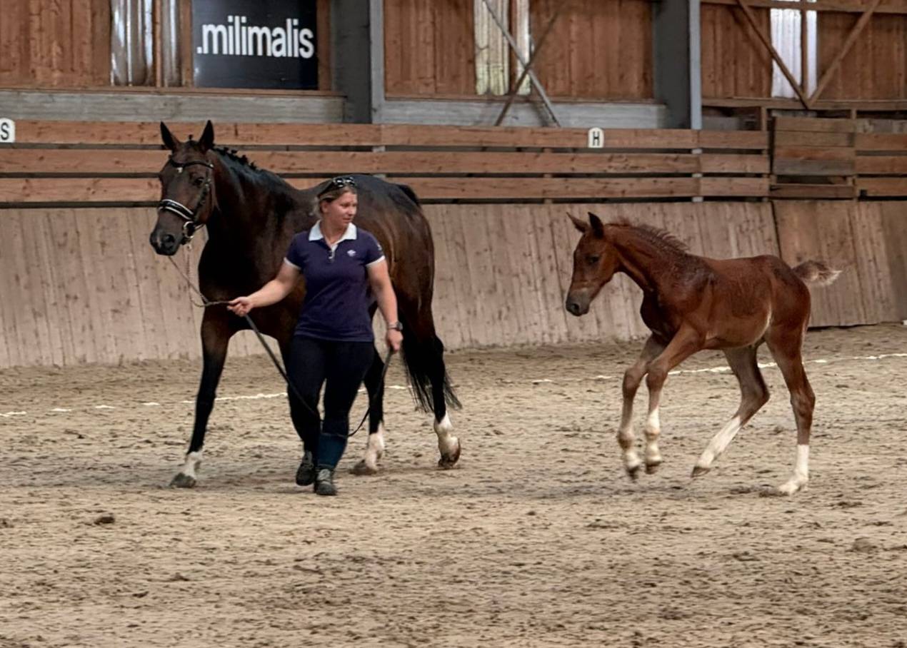 Colt Selle Fran&ccedil;ais For sale 2026 Liver chestnut