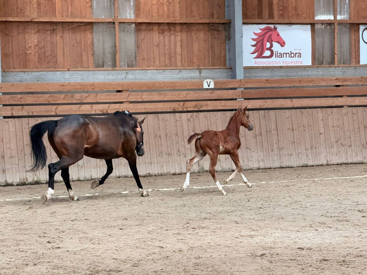 Colt Selle Fran&ccedil;ais For sale 2026 Liver chestnut