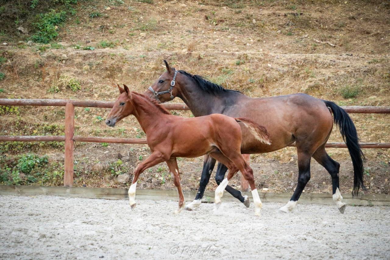 Colt Selle Fran&ccedil;ais For sale 2026 Liver chestnut