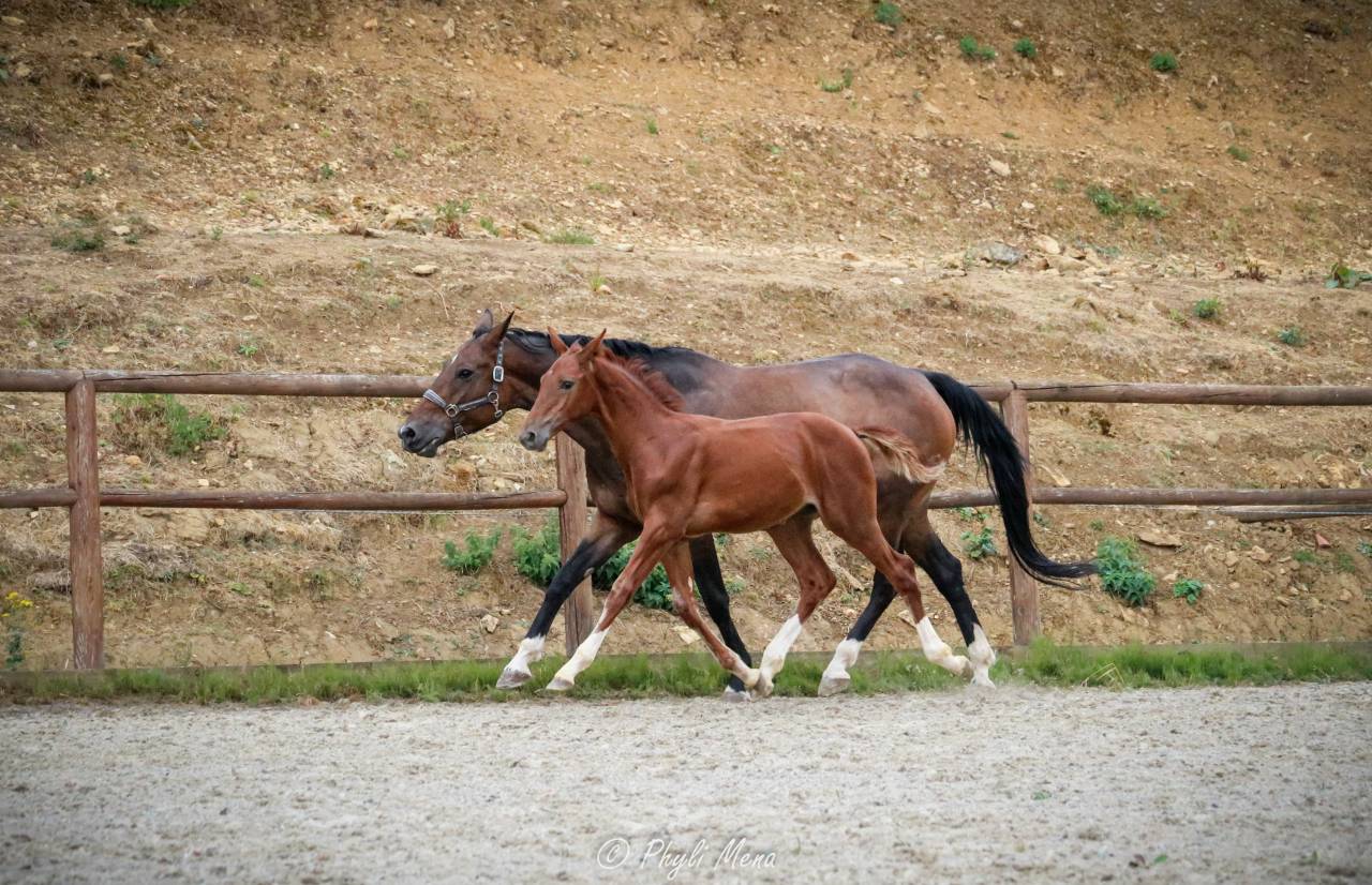 Colt Selle Fran&ccedil;ais For sale 2026 Liver chestnut
