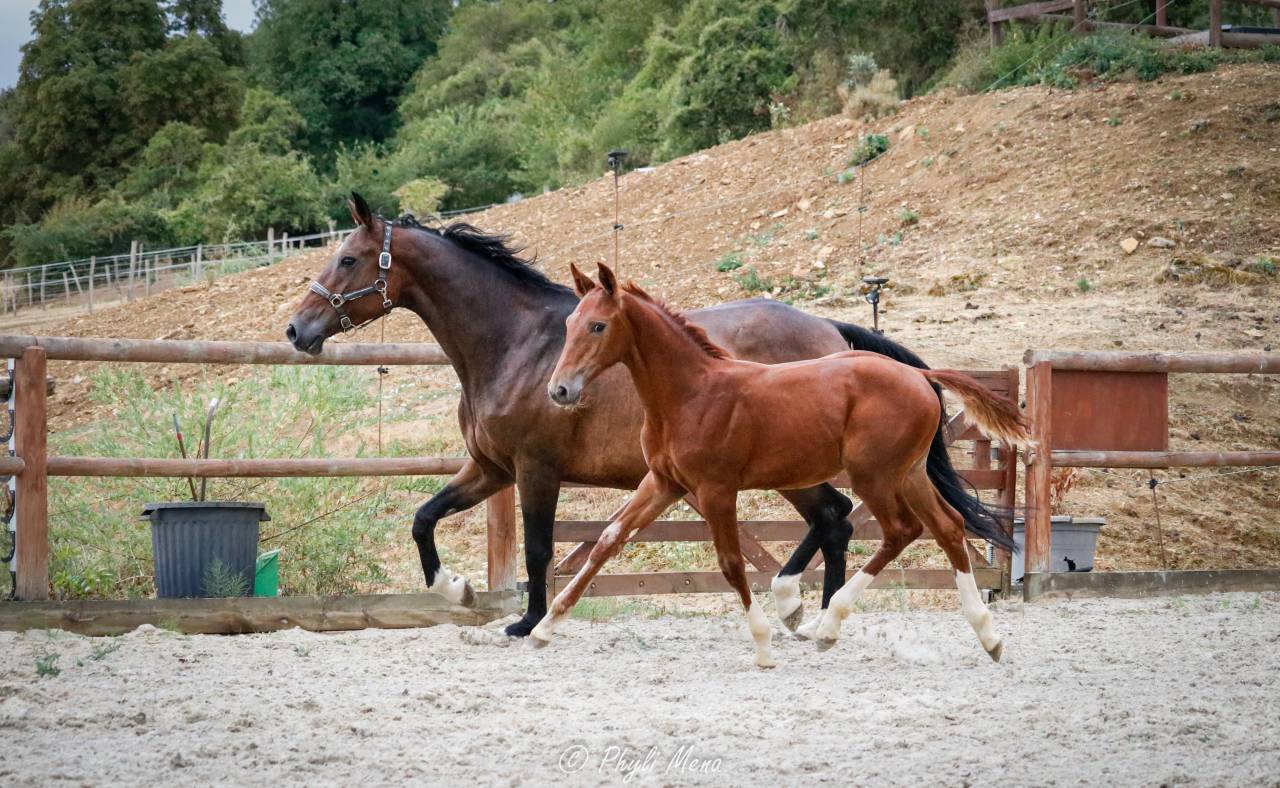 Colt Selle Fran&ccedil;ais For sale 2026 Liver chestnut