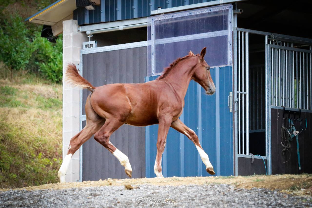 Colt Selle Fran&ccedil;ais For sale 2026 Liver chestnut
