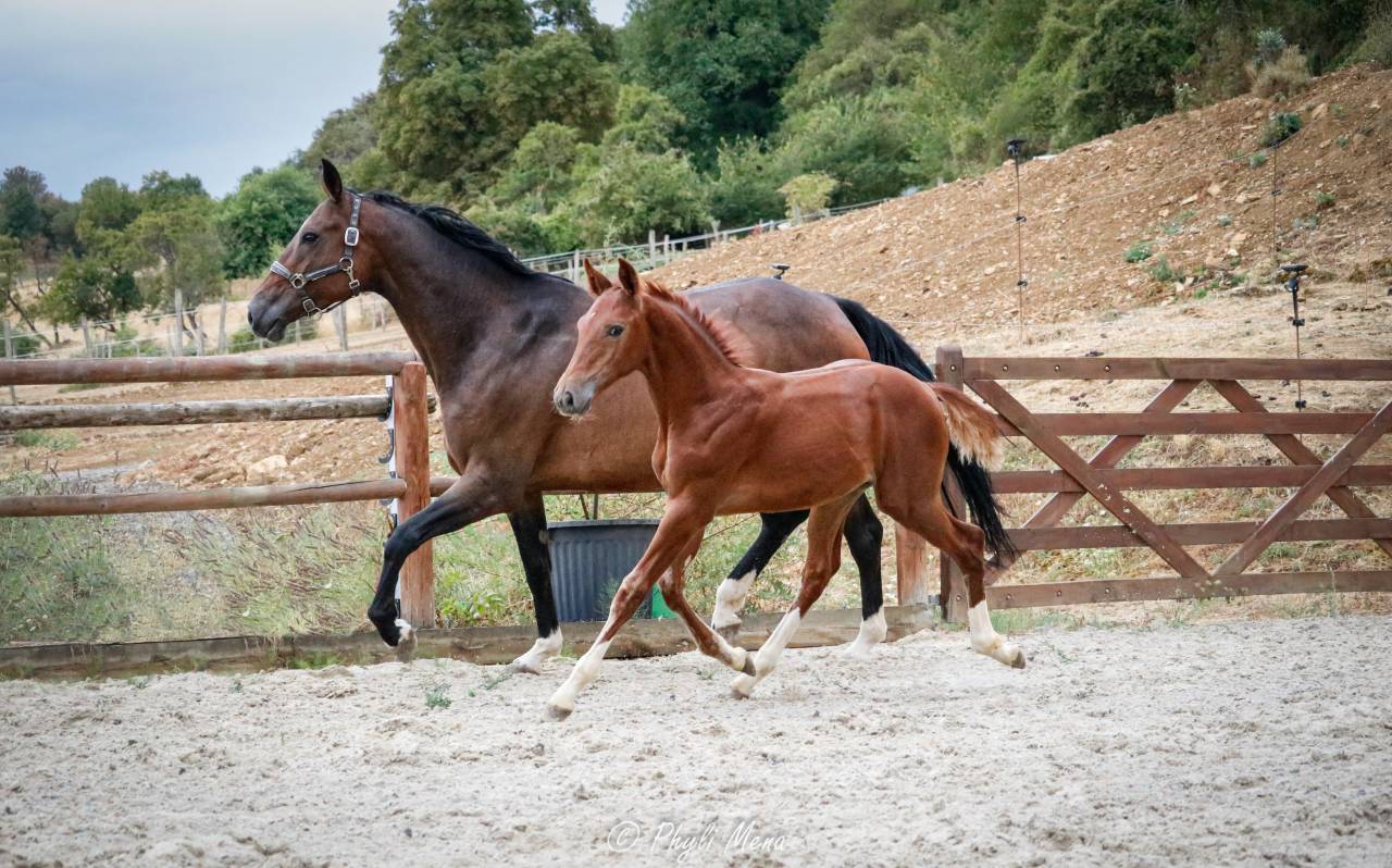 Colt Selle Fran&ccedil;ais For sale 2026 Liver chestnut