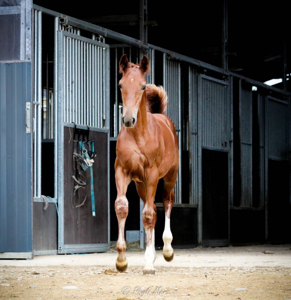 Colt Selle Fran&ccedil;ais For sale 2026 Liver chestnut