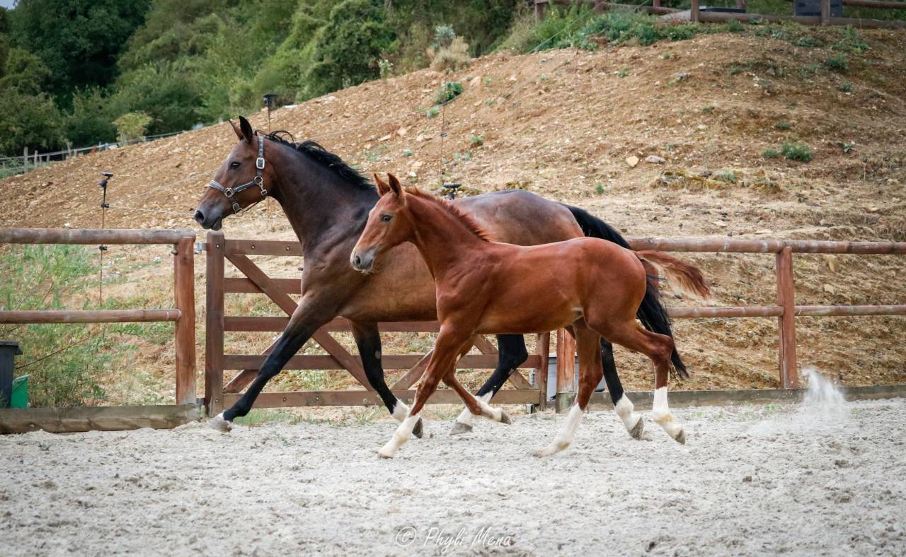 Colt Selle Fran&ccedil;ais For sale 2026 Liver chestnut
