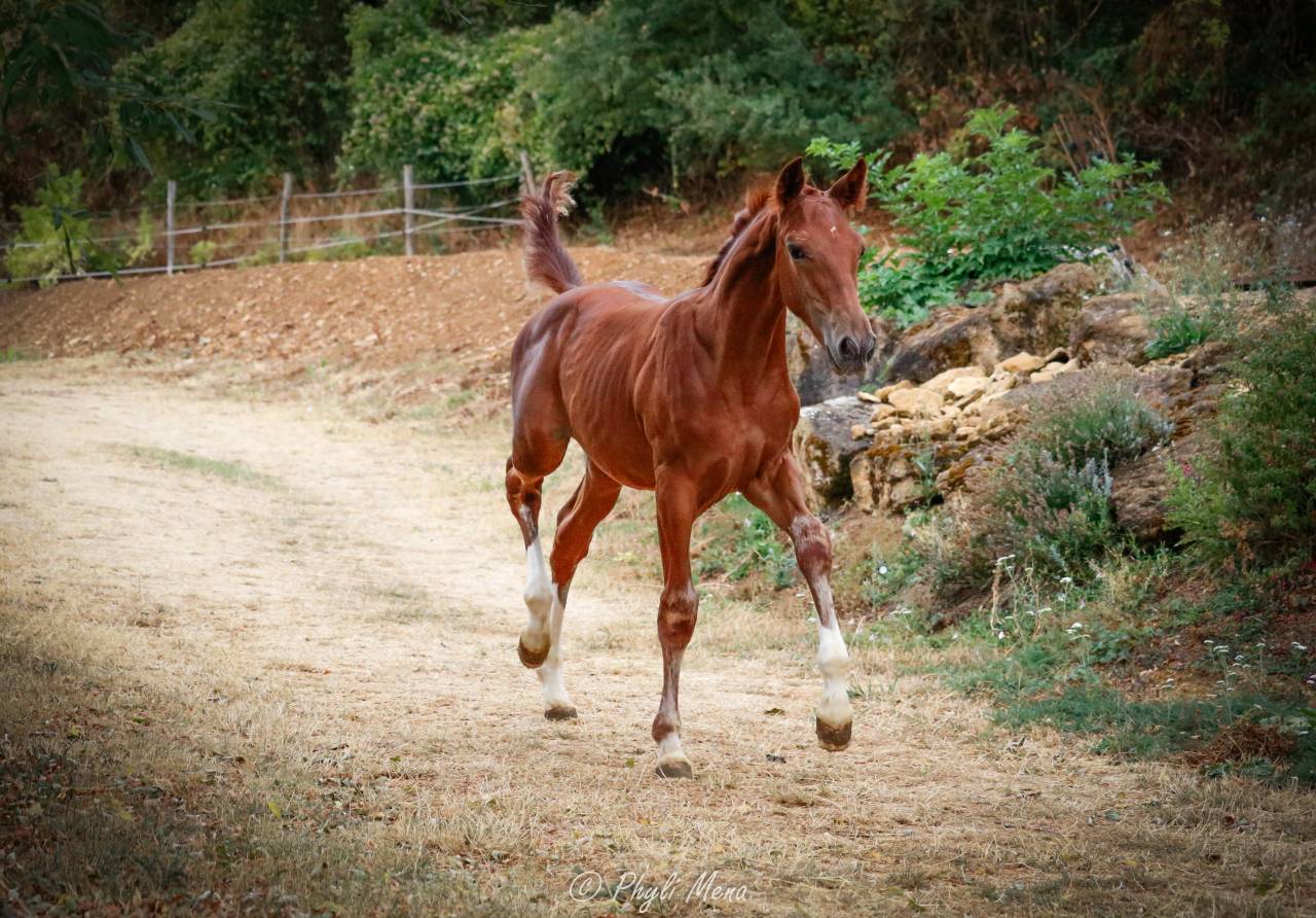 Colt Selle Fran&ccedil;ais For sale 2026 Liver chestnut