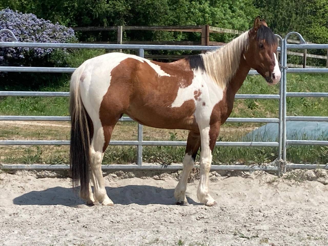 Gelding Paint For sale 2023 Coloured