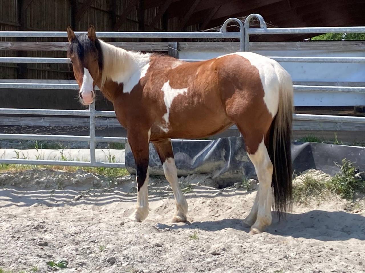 Gelding Paint For sale 2023 Coloured