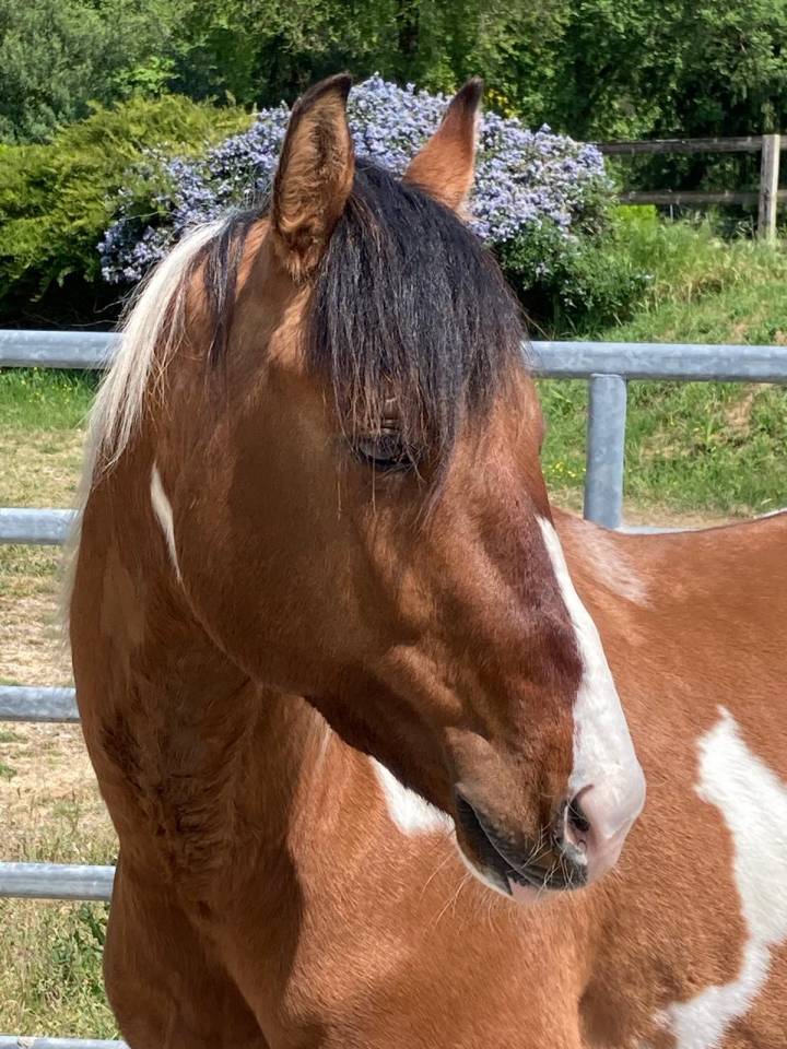 Gelding Paint For sale 2023 Coloured