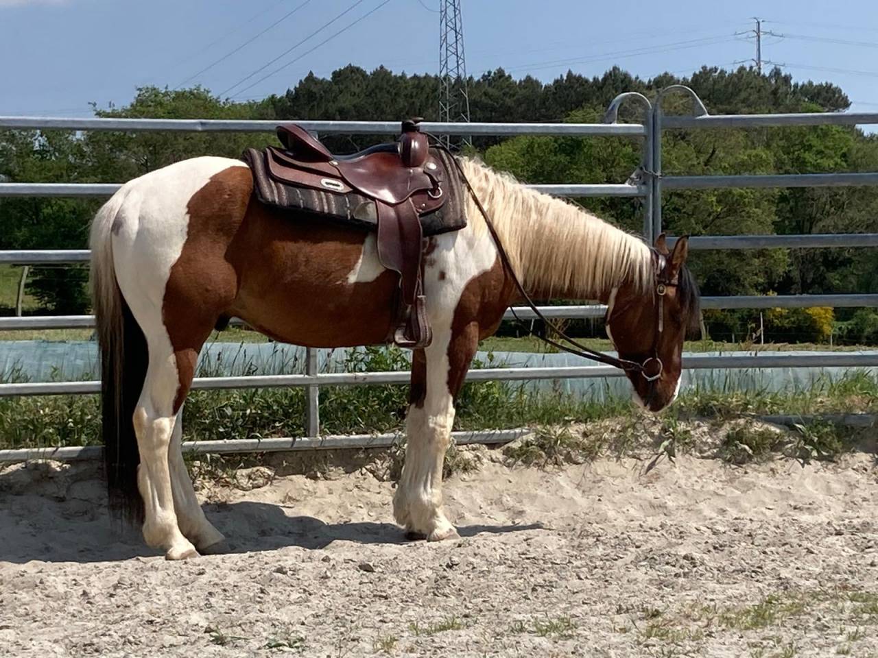 Gelding Paint For sale 2023 Coloured