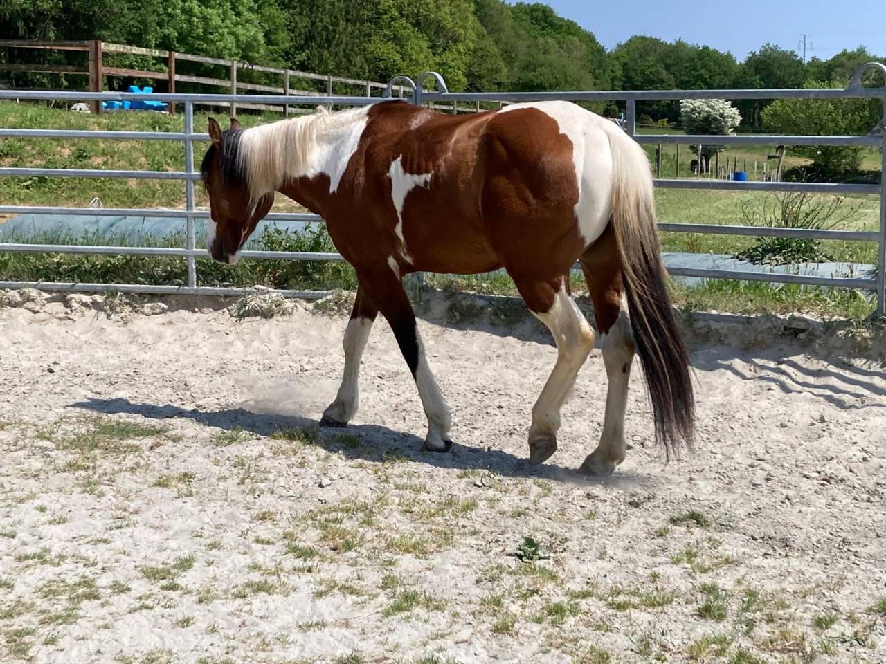 Gelding Paint For sale 2023 Coloured