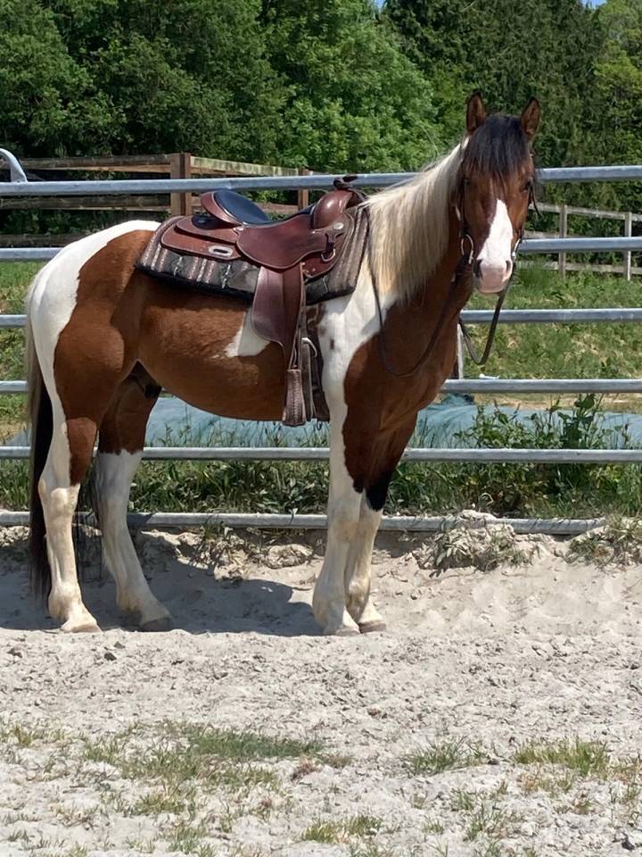 Gelding Paint For sale 2023 Coloured