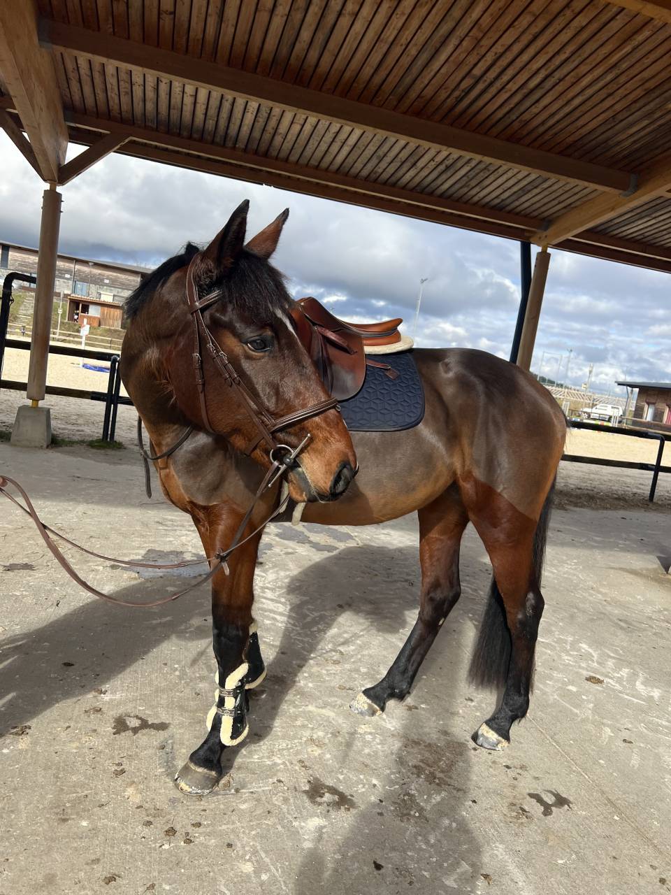 Mare Selle Fran&ccedil;ais For sale 2021 Bay