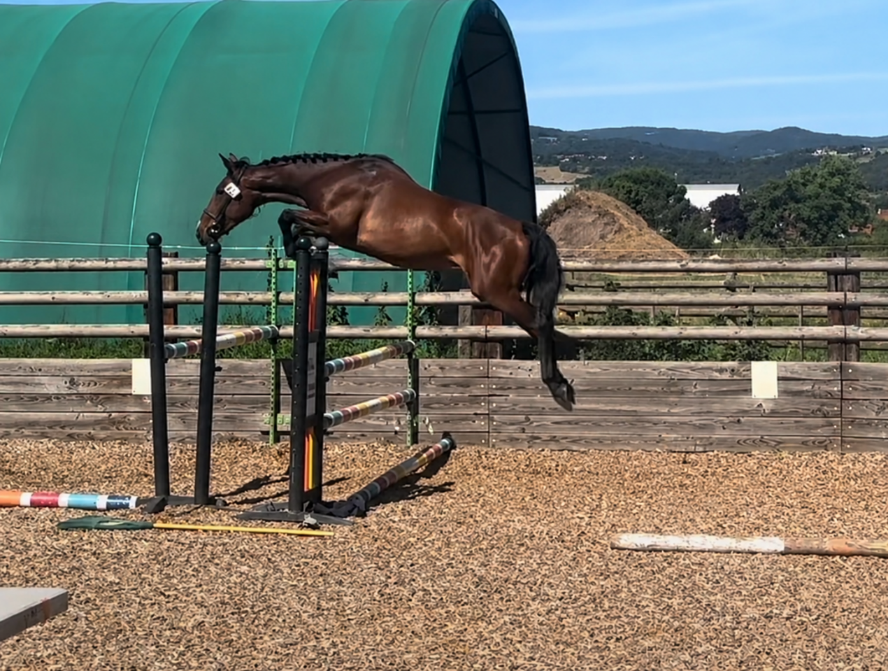 Mare Selle Fran&ccedil;ais For sale 2021 Bay