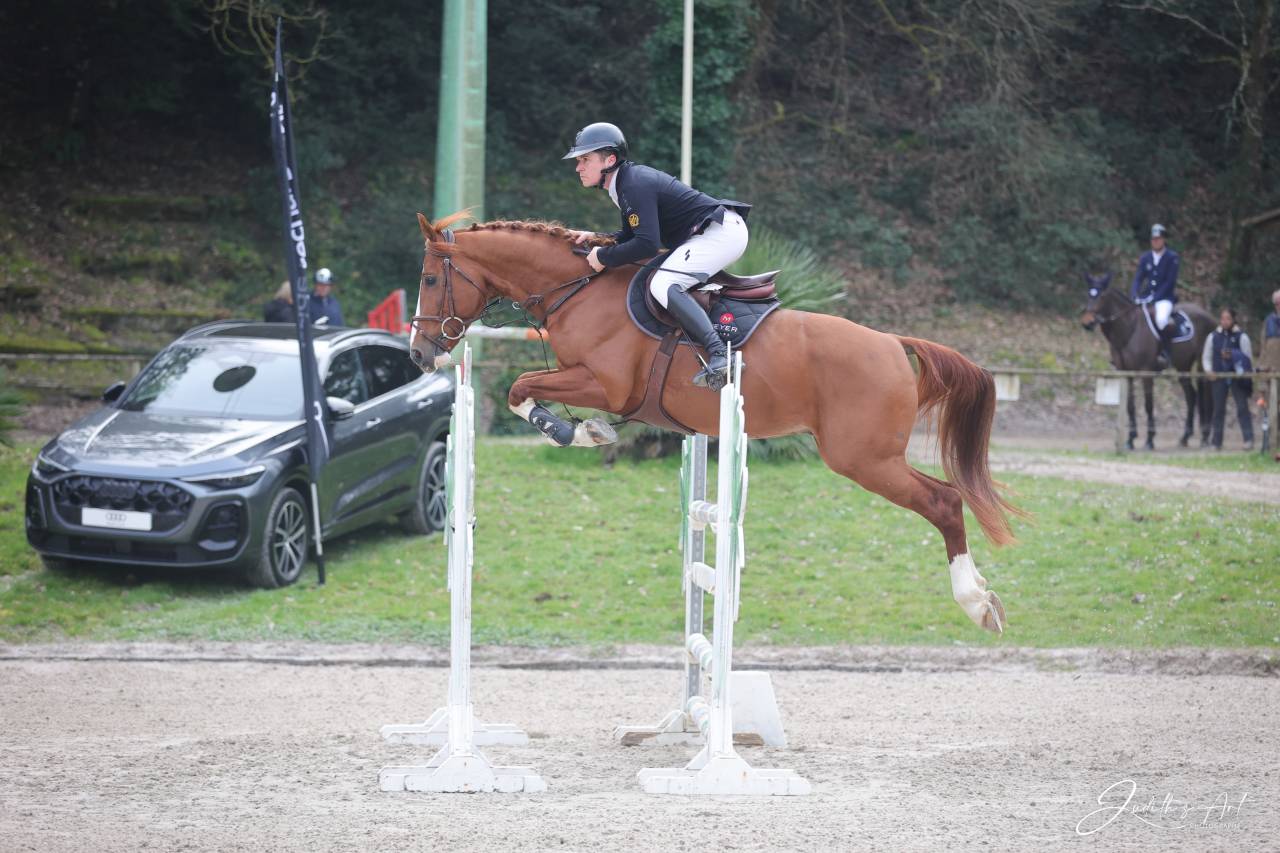 Gelding Selle Fran&ccedil;ais For sale 2020 Chesnut
