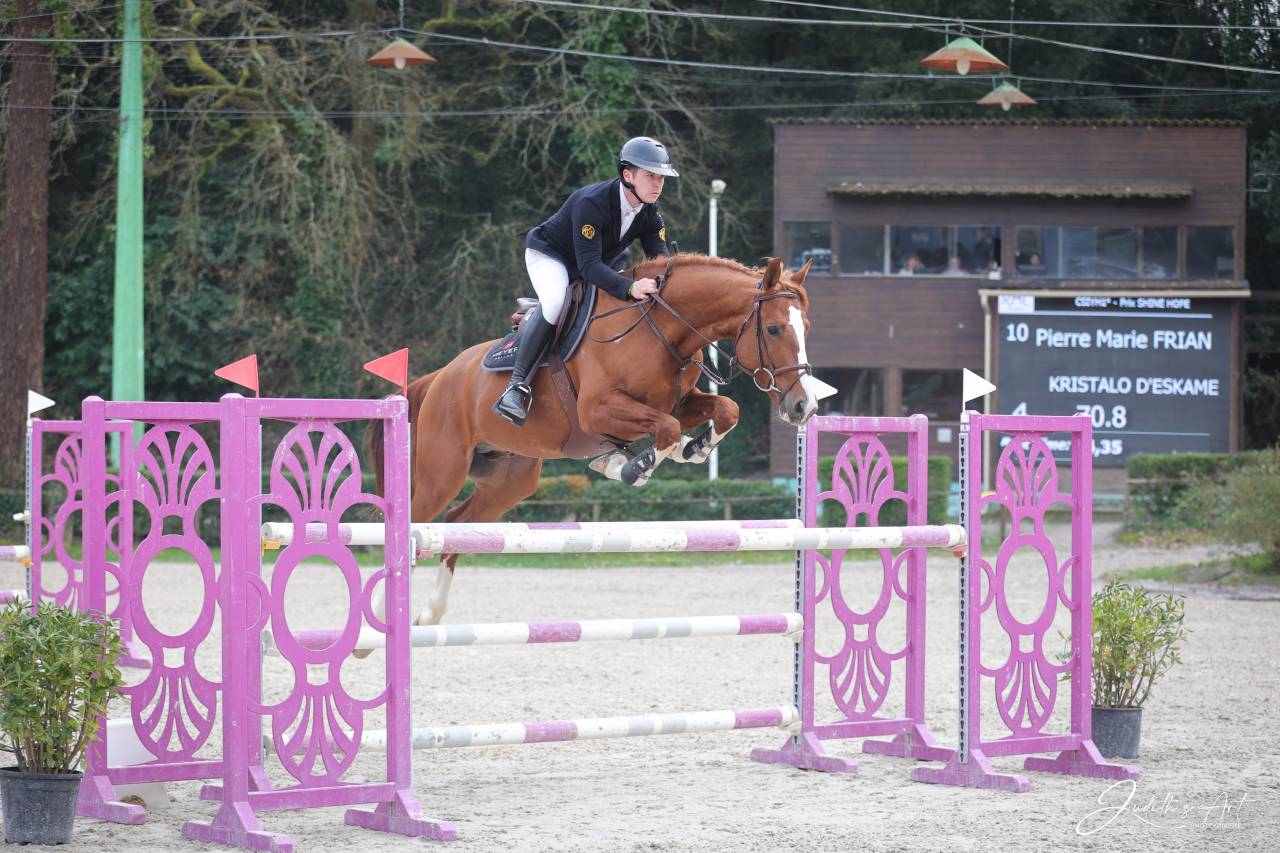 Gelding Selle Fran&ccedil;ais For sale 2020 Chesnut