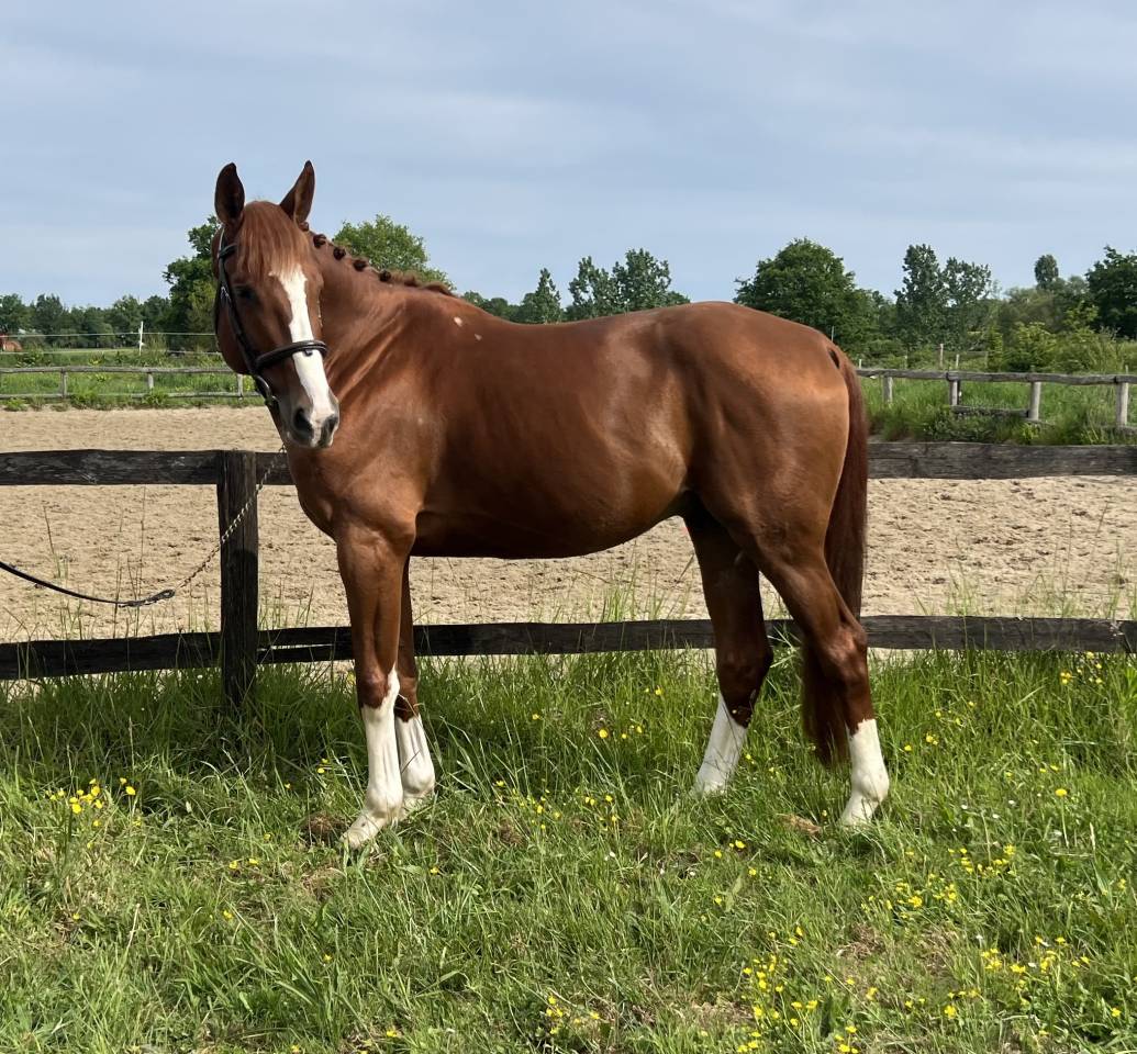 Gelding Selle Fran&ccedil;ais For sale 2020 Chesnut