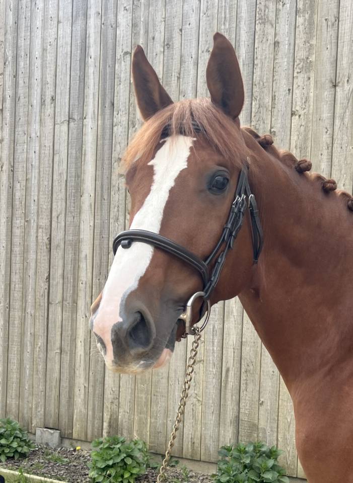 Gelding Selle Fran&ccedil;ais For sale 2020 Chesnut