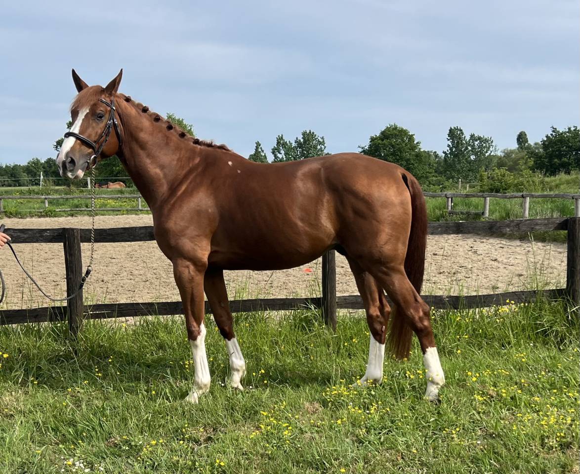 Gelding Selle Fran&ccedil;ais For sale 2020 Chesnut